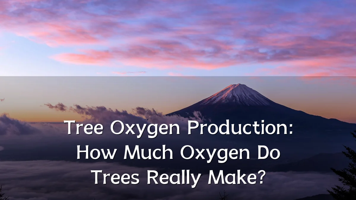 Tree Oxygen Production: How Much Oxygen Do Trees Really Make?