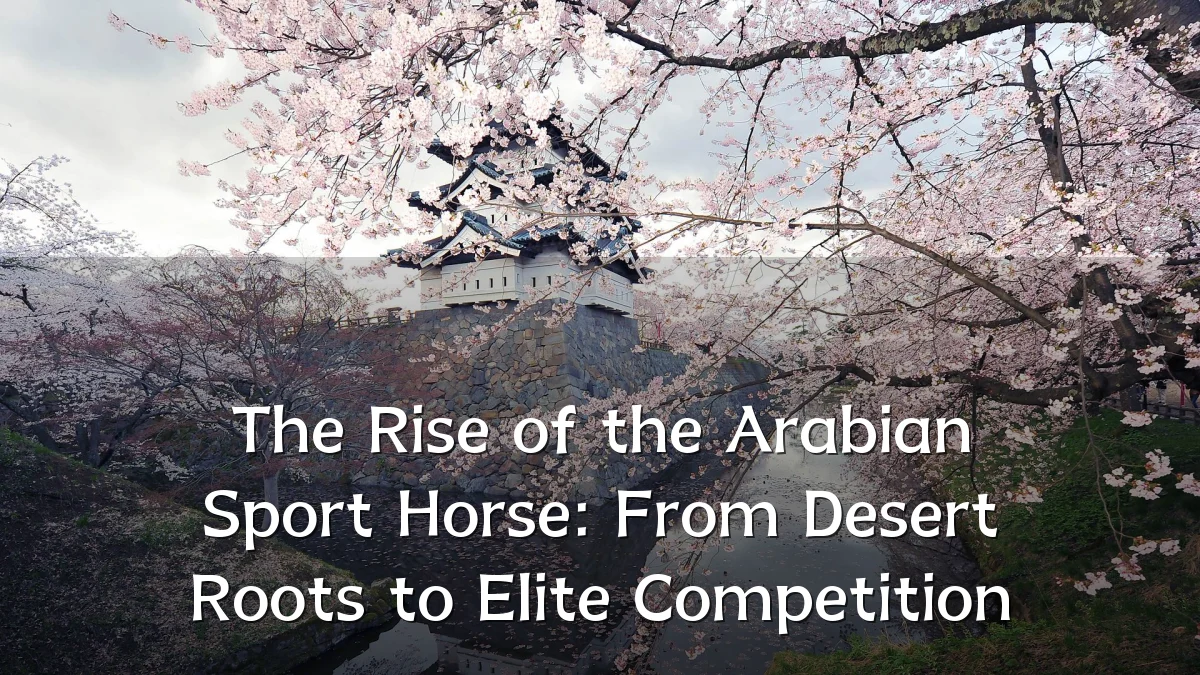 The Rise of the Arabian Sport Horse: From Desert Roots to Elite Competition
