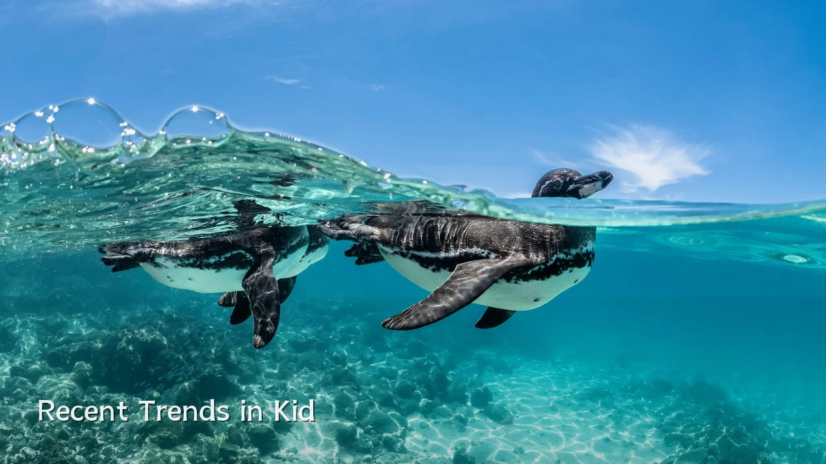 Recent Trends in Kid